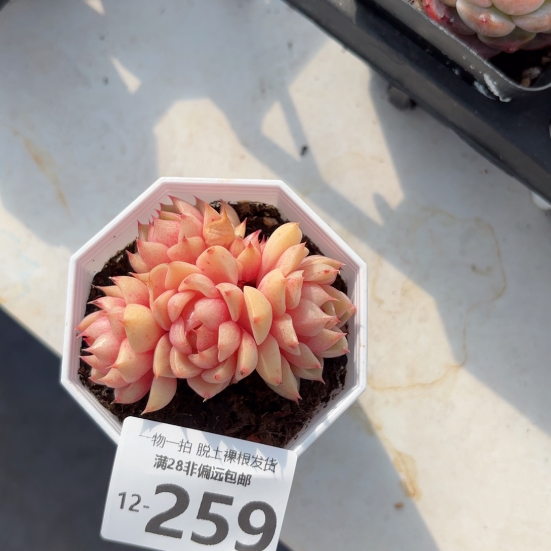 老桩苯吧多肉多肉