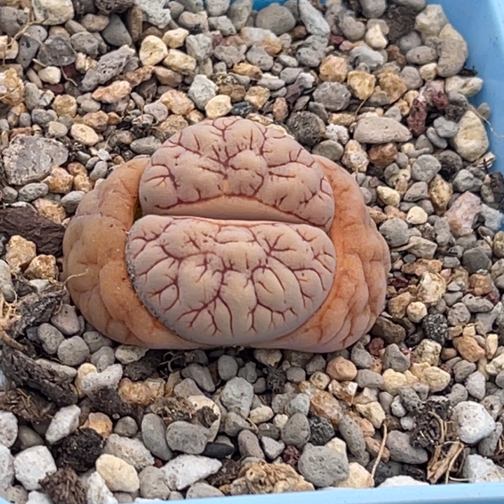 9161球体红纹189一颗