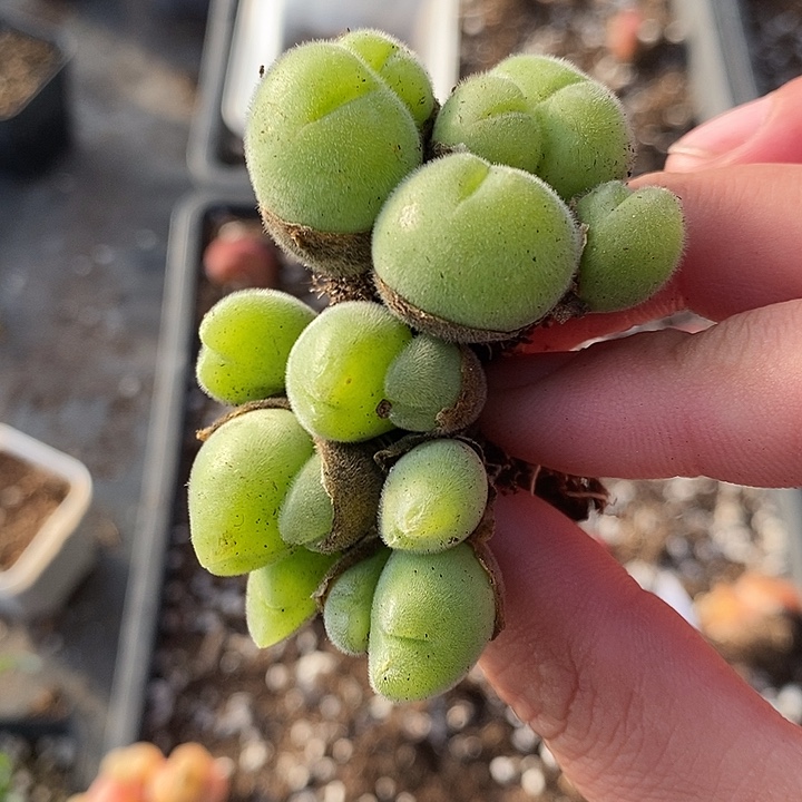 316长毛毛翠滴2群。   