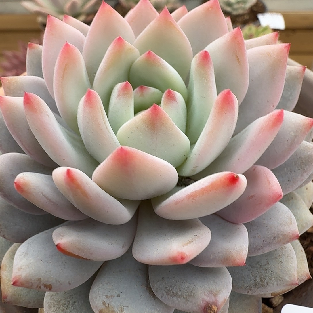 星星橙1111103-108