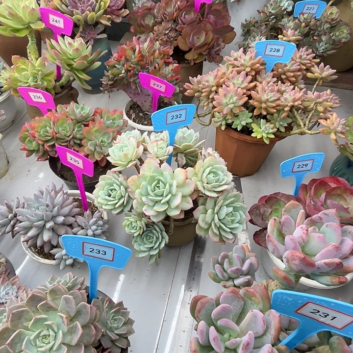 听***鹂恋曲多肉植物提取技术232