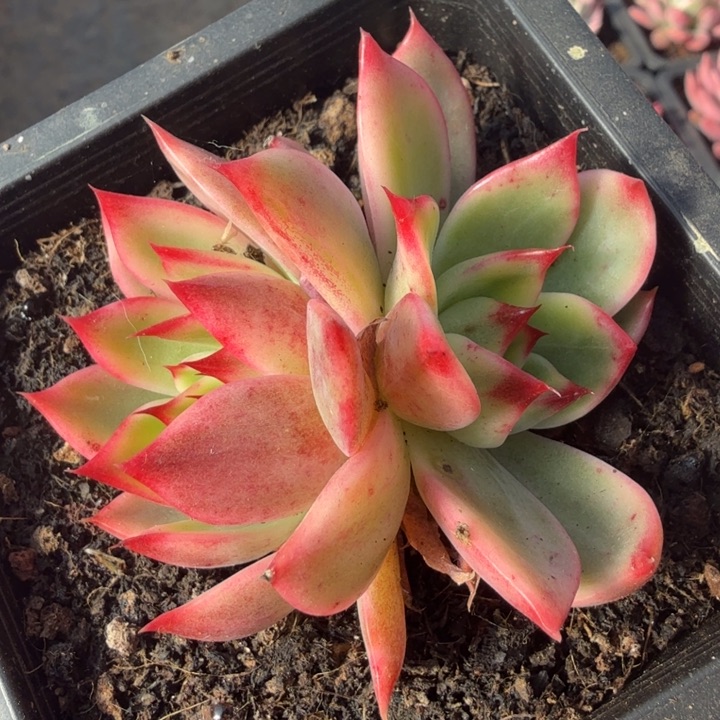 桃花锦 一颗 多肉锦