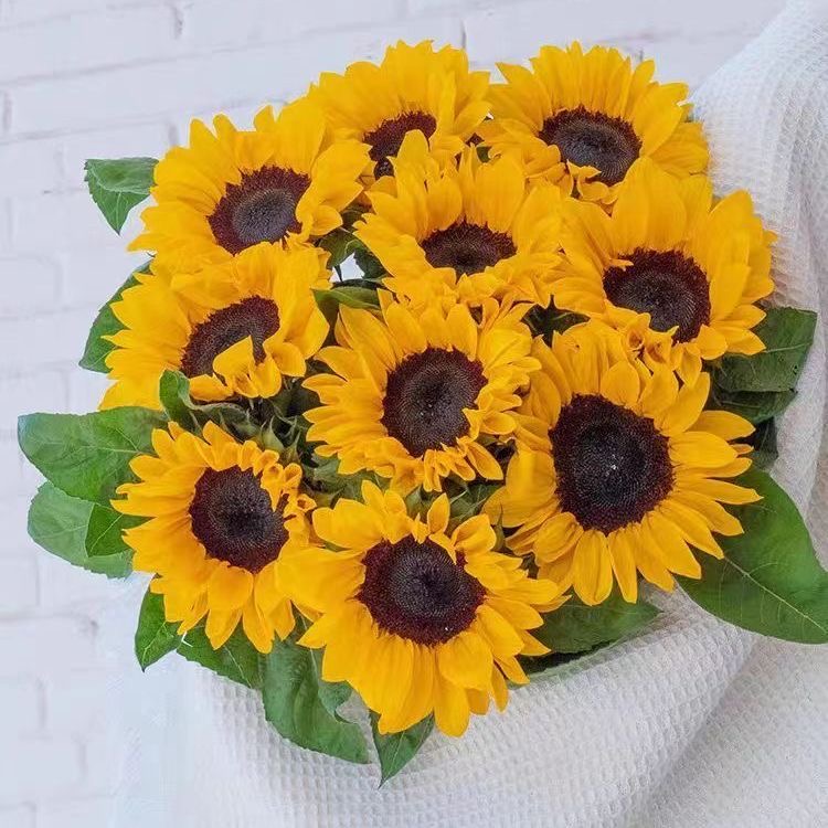 向日葵太阳花昆明直发新鲜水培鲜花客厅（无理由差/评，仅退款拉嘿）