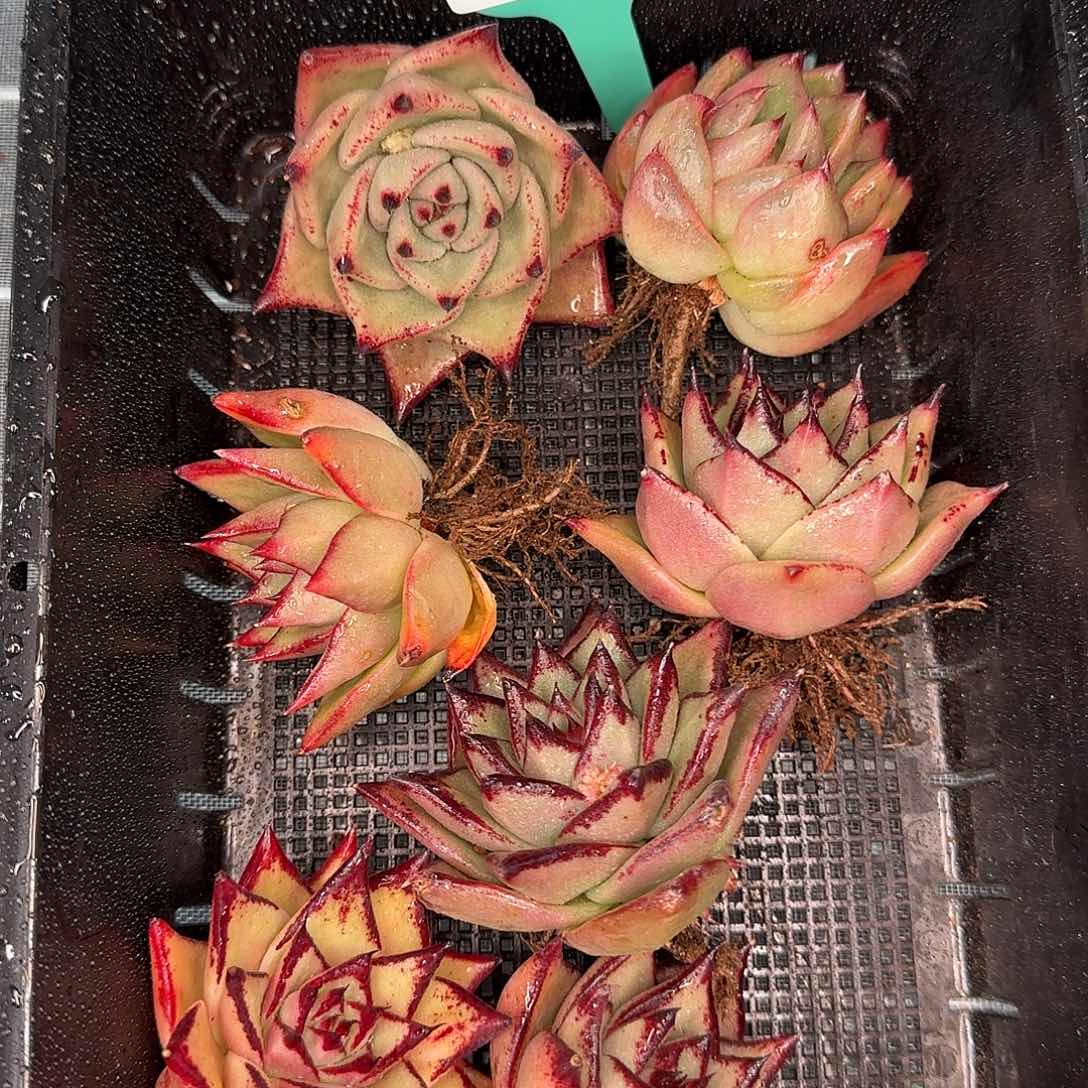 从前慢花园精选0120-140