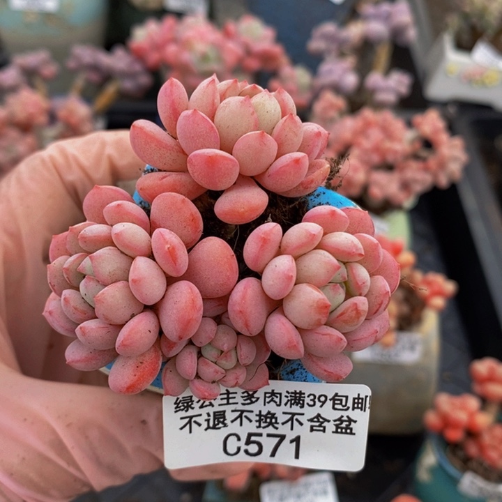 萌豆6cm571多肉植物