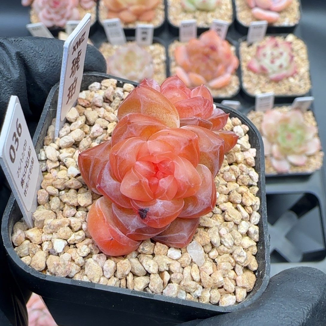 036   琥珀   5厘米盆  