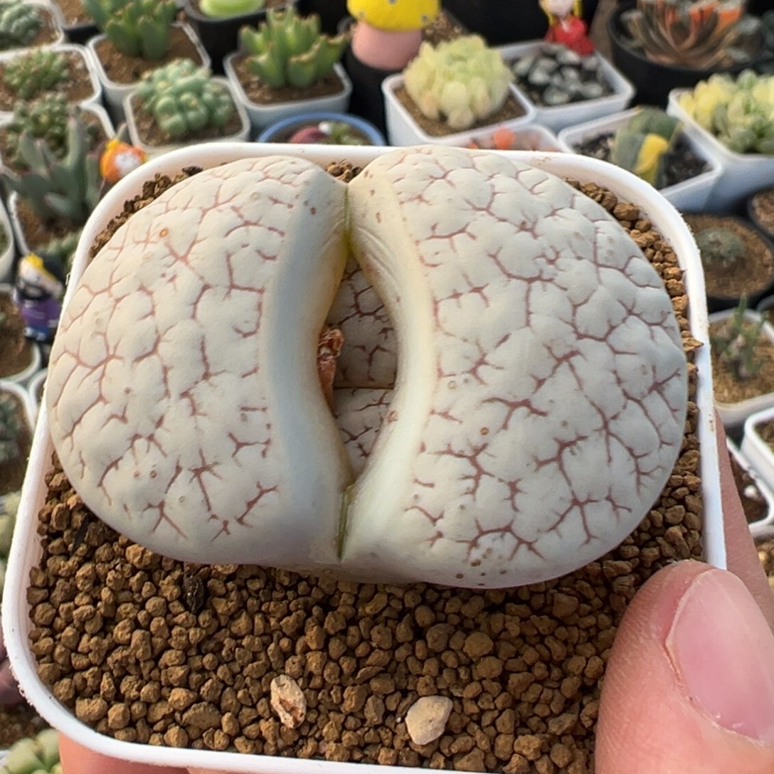 红纹374荒玉多肉5厘米