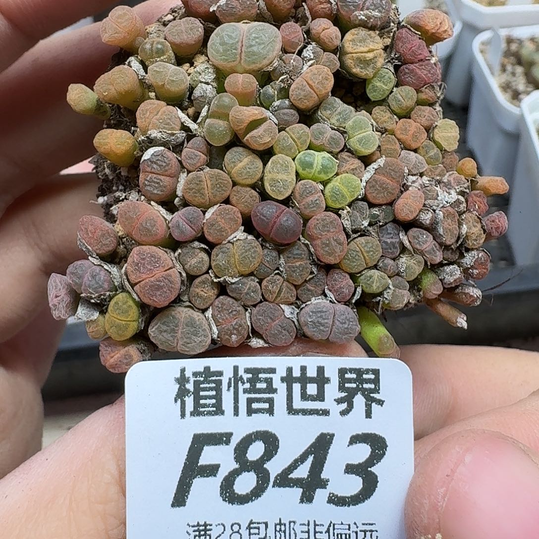 多肉植物的人生ghj