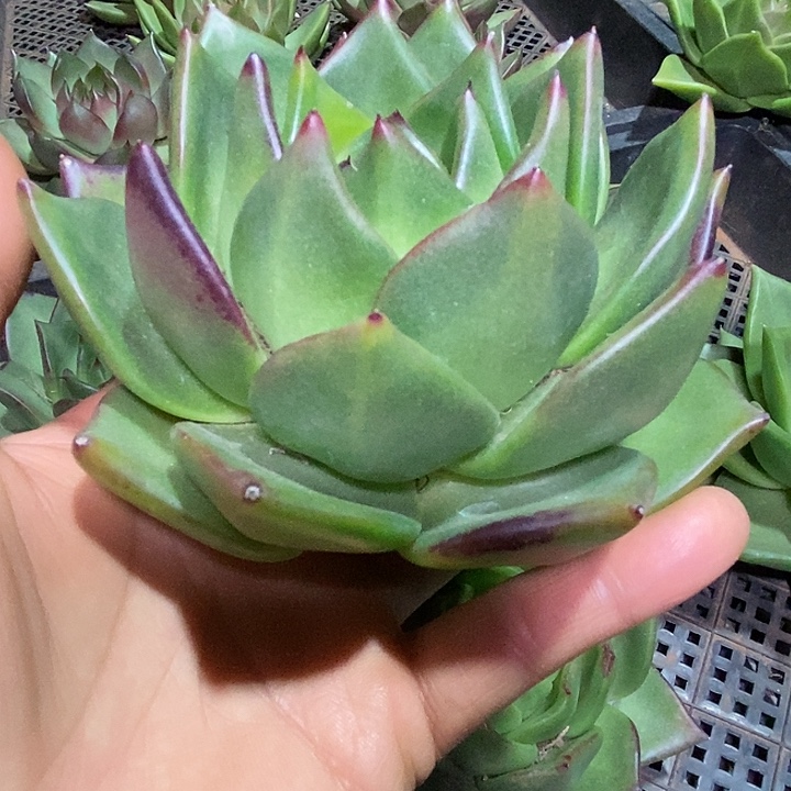 用***7福利原始种14         