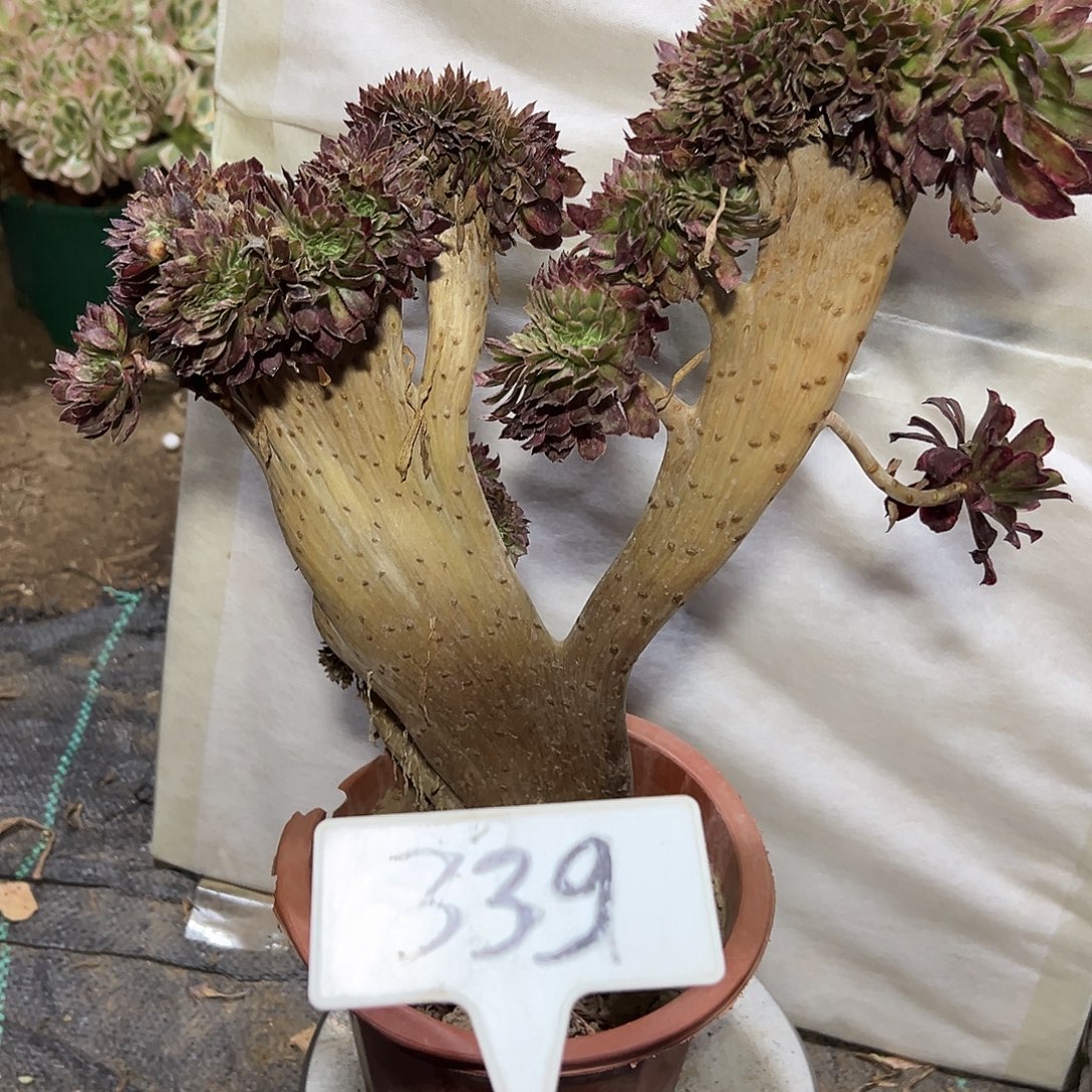 多肉植物水墨画缀花339