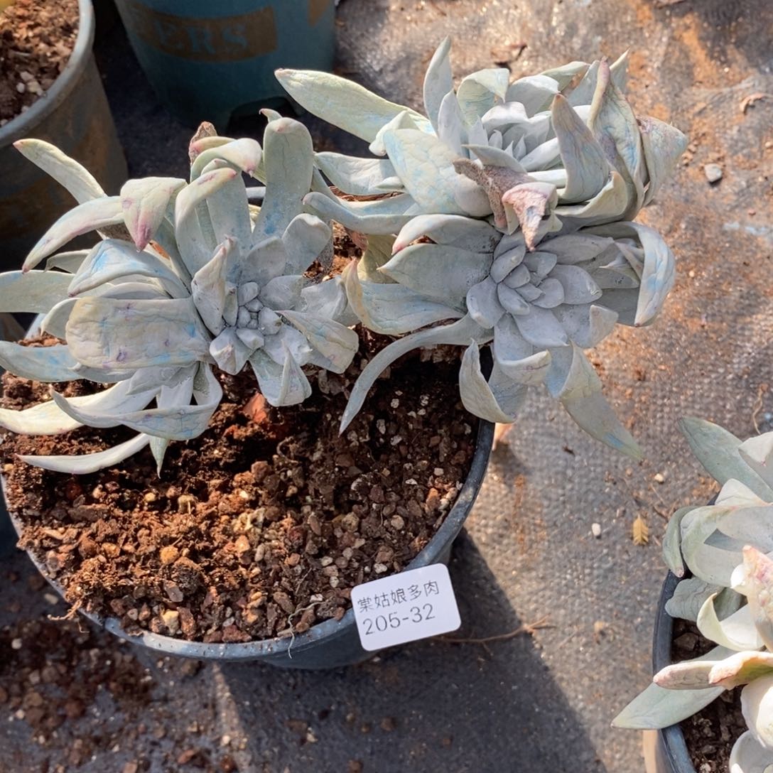 32号帕翠莎断枝没根瑕疵瑕疵