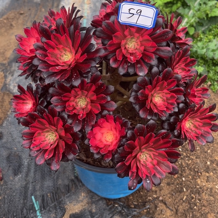 月亮女神多肉植物