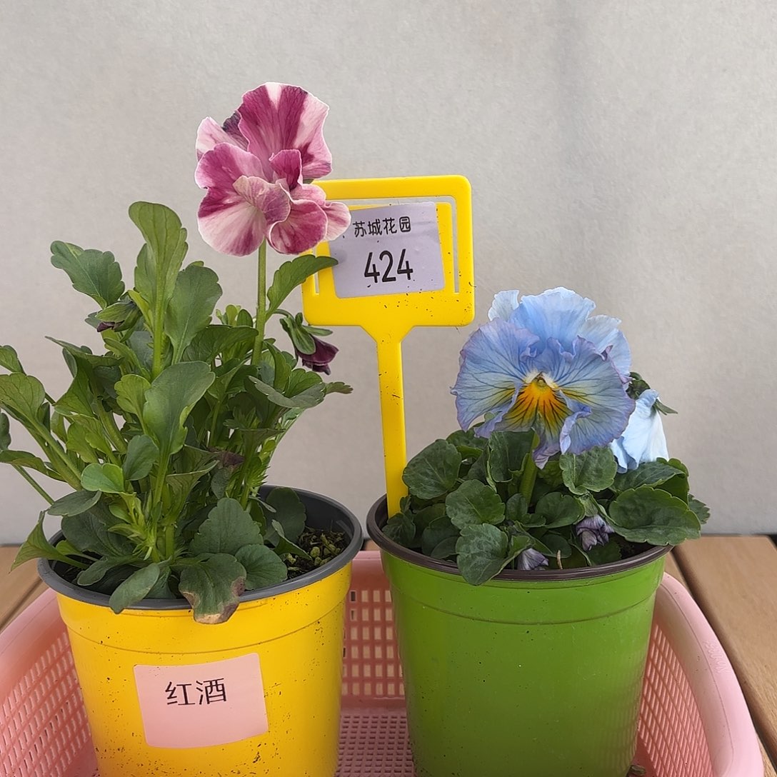 大部分开放少量花苞424