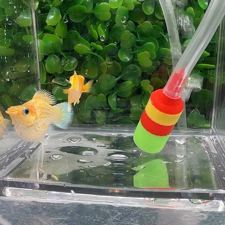 孔雀鱼黄金玛骊球一对