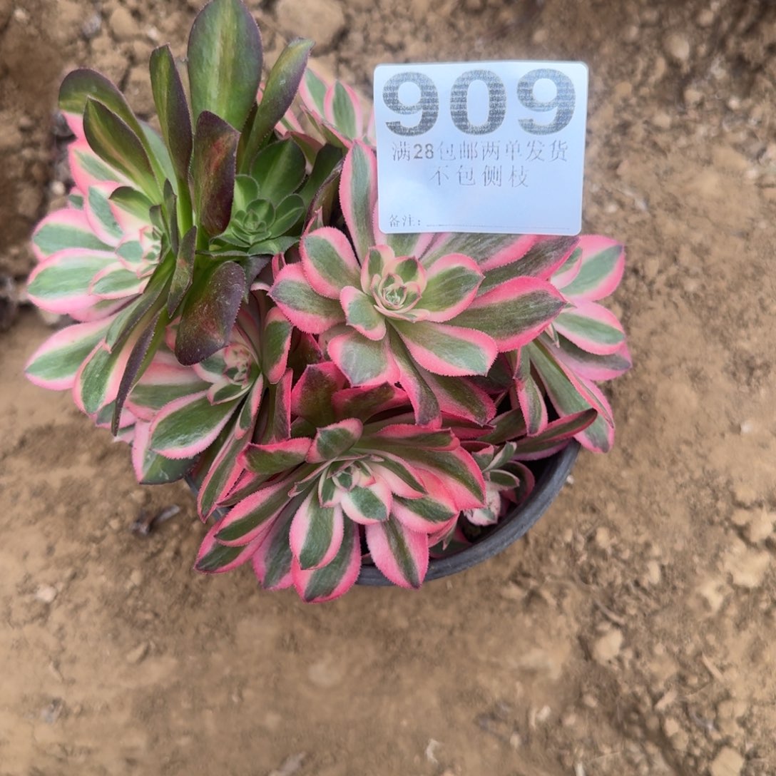 沐*909号女巫母本花脸清棚不包损