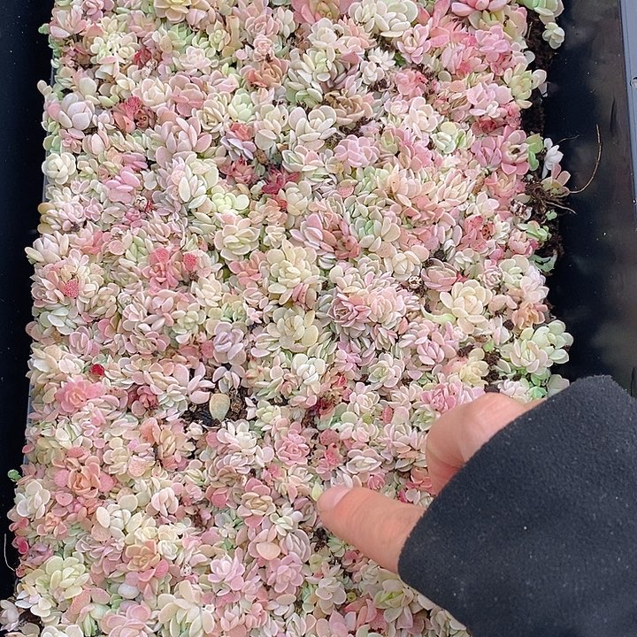 141 多肉植物盆栽花卉植物