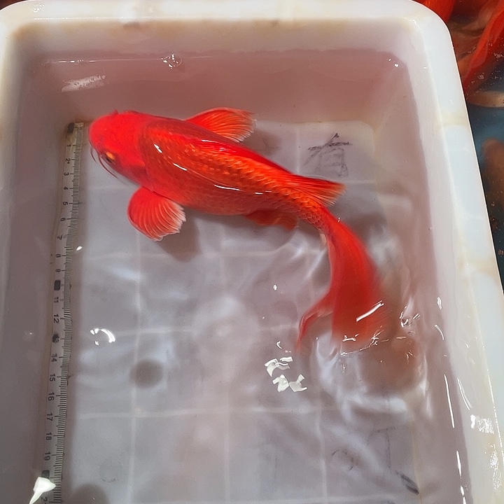 蝴蝶鲤鱼渔场直发31