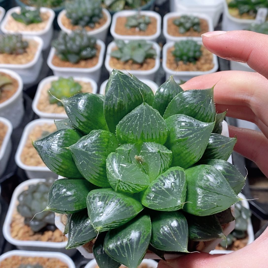 三仙寿母本玉露多肉