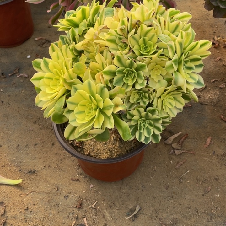 466辛尼亚断枝法师多肉断枝不售后