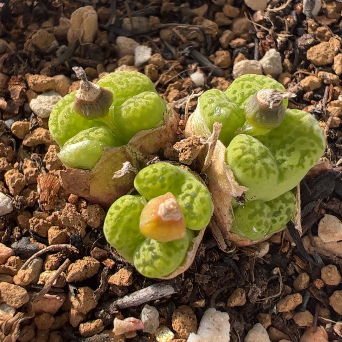 521多肉植物百科