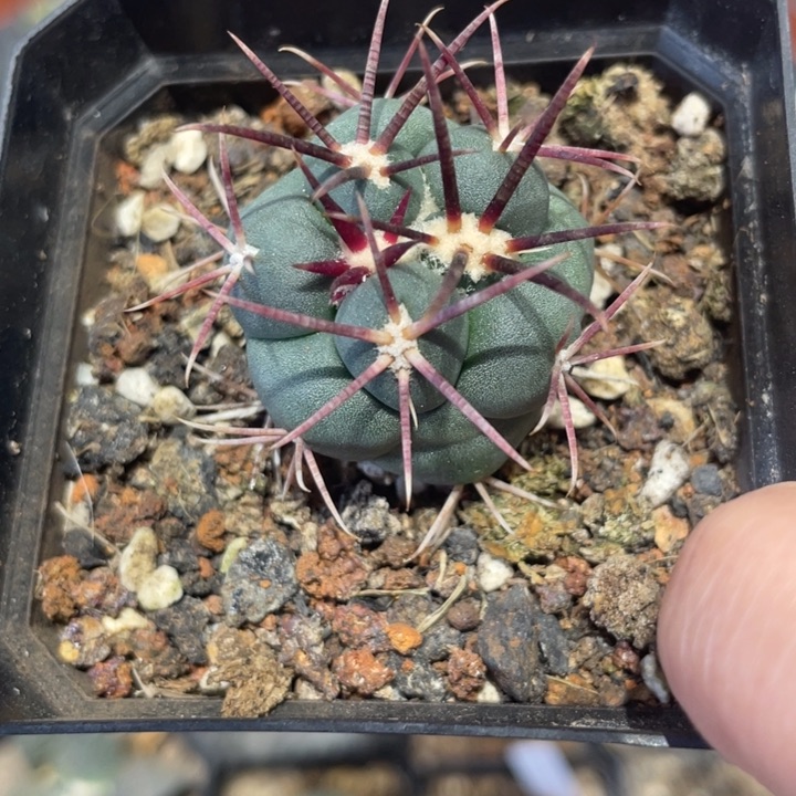 实生绯冠龙仙人球