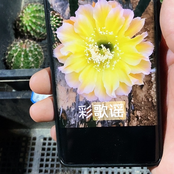 彩 歌谣/侧芽歪20包邮/