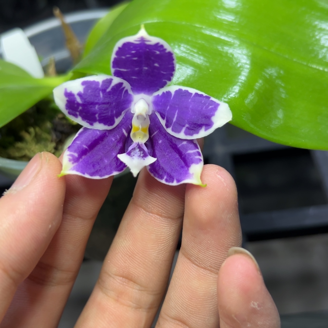 完全开放l711三寸ys1214