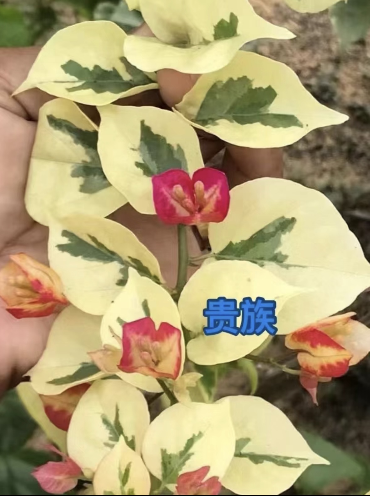 {贵族} 嫁接盆苗 爬藤飘枝垂吊