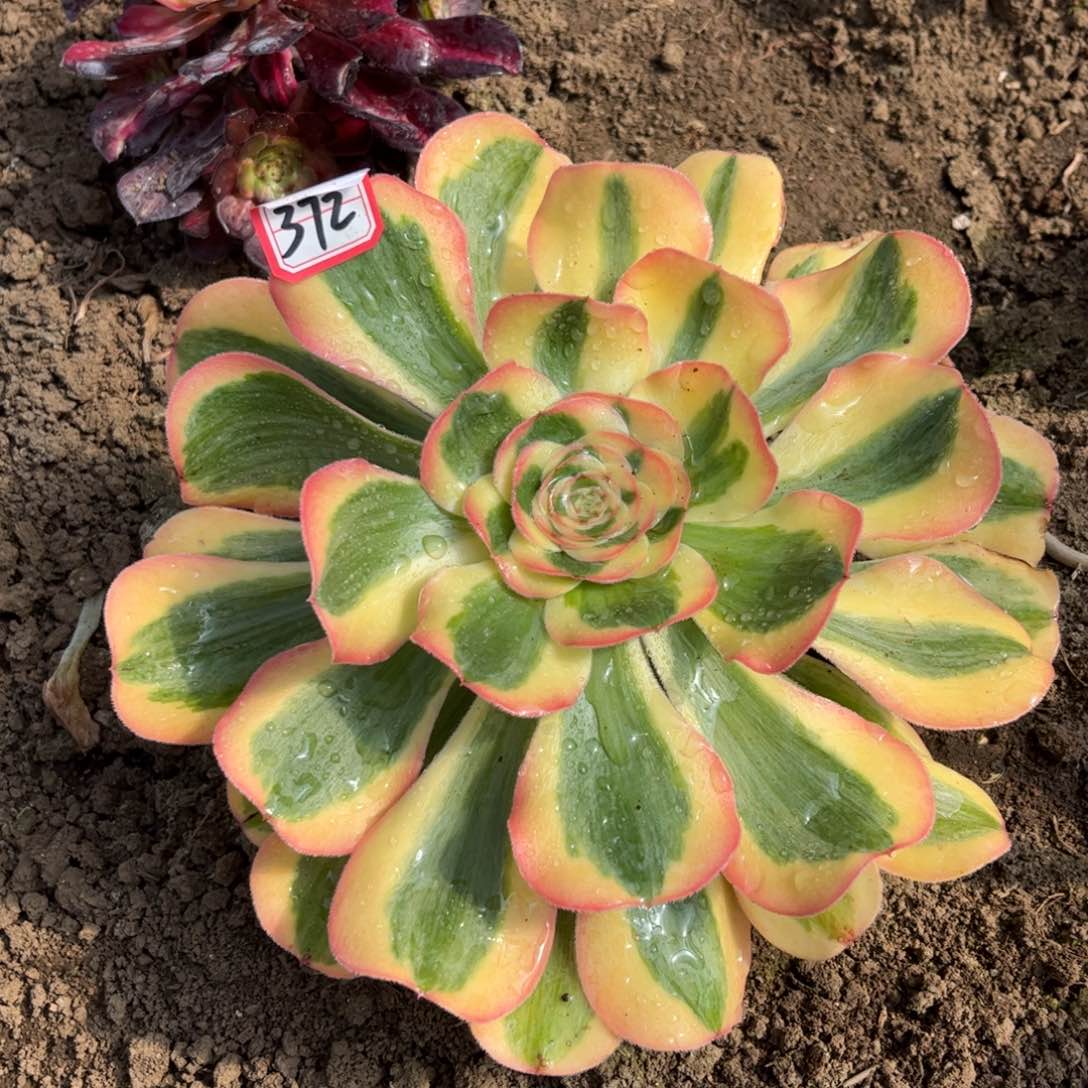 372多肉植物王妃君美丽