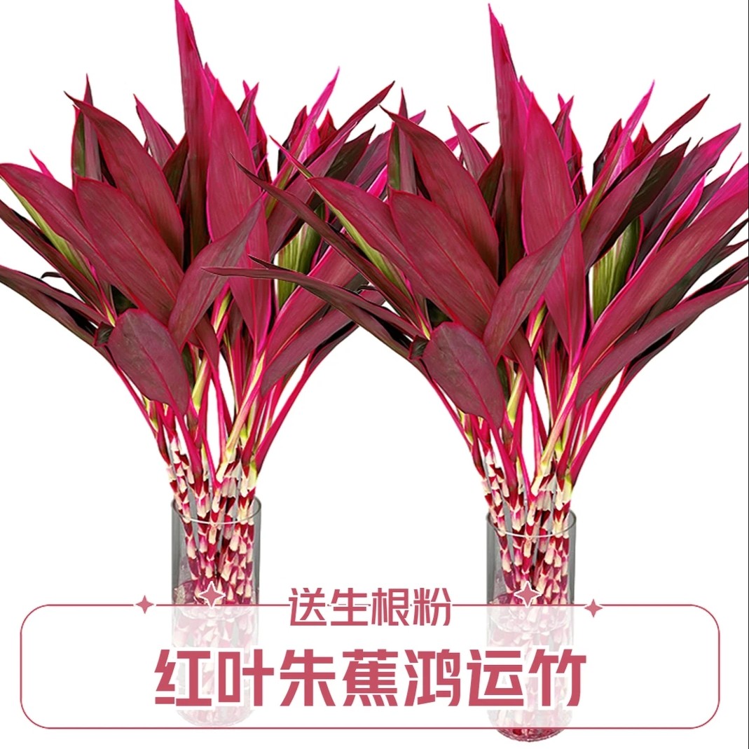 【精品】鸿运竹紫竹富贵竹鸿运当头室内红朱蕉简单好养净化空气水