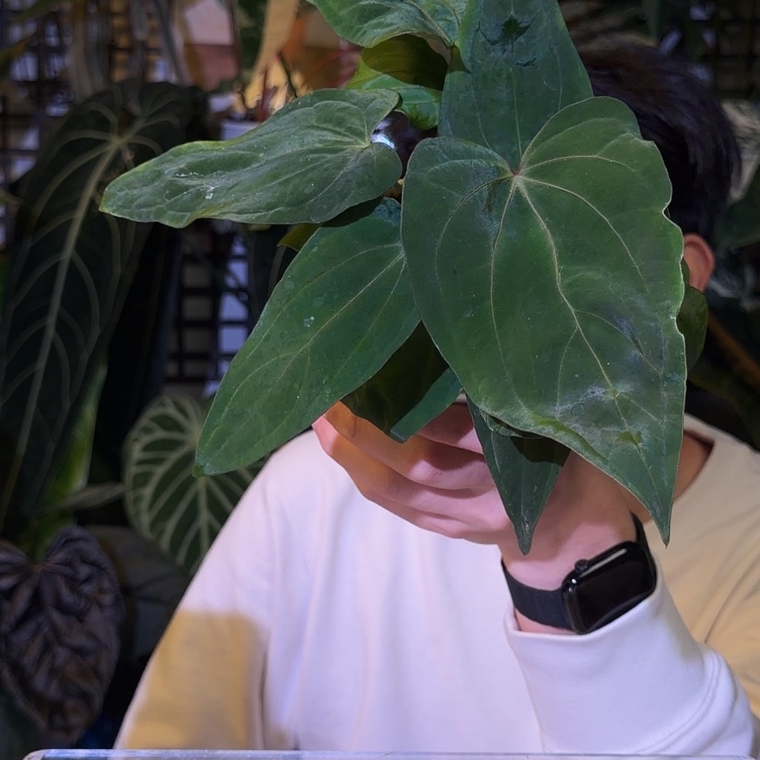 完全开放G144 波特杂bvep