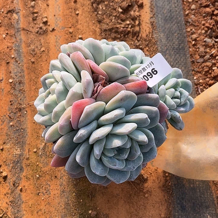 阿雅园艺。      3096