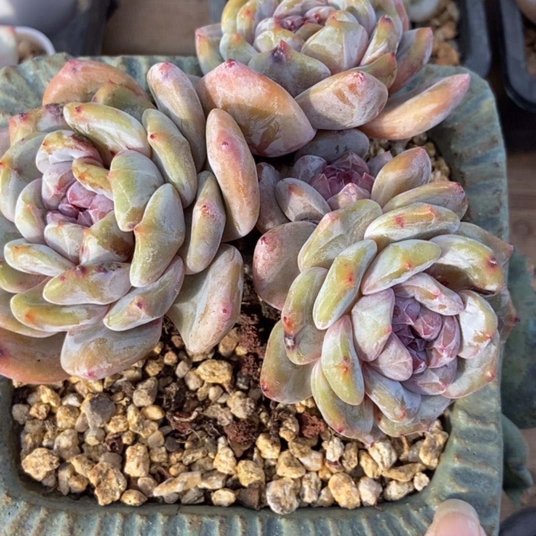 小***芙四头趴地绿地紫心粗腿