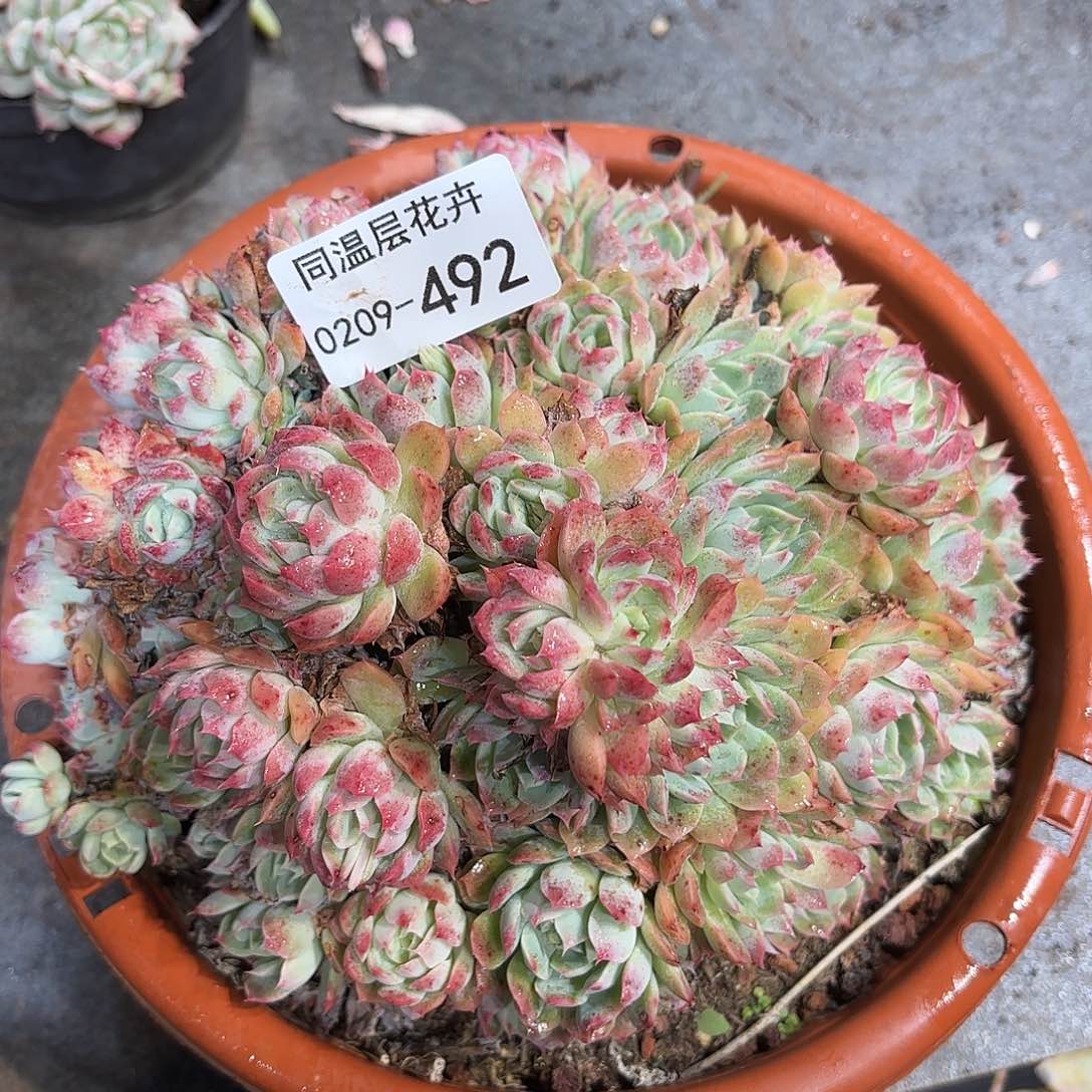 同温层多肉492不知名