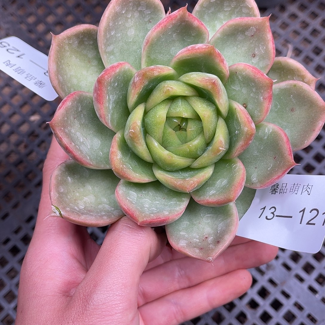 多肉一物一拍13-121