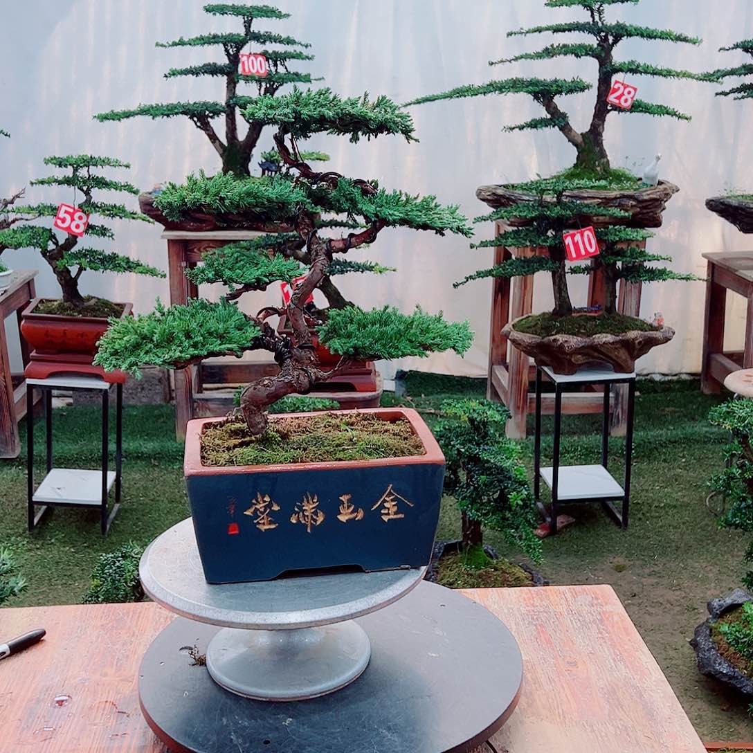 盆景柏树1111111111111