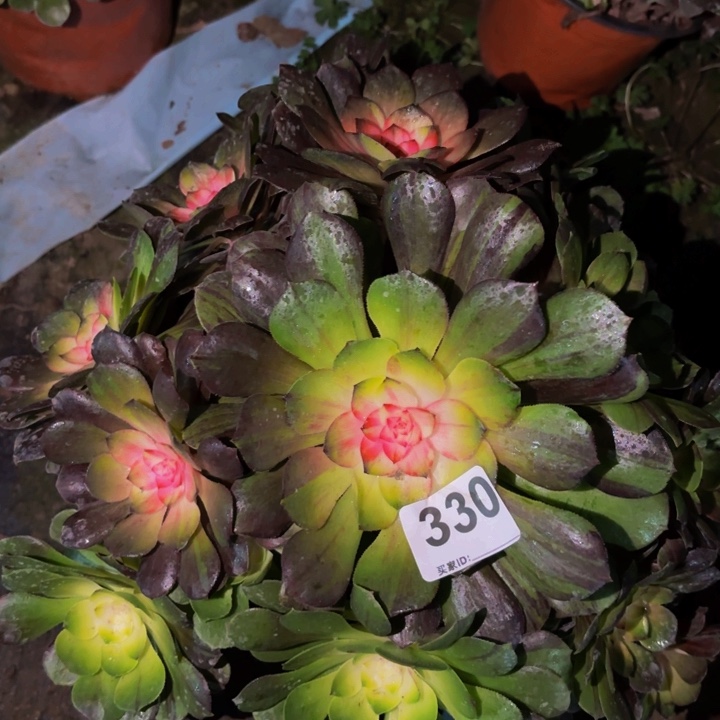 330桃花石玫瑰科技锦多肉植物不售后