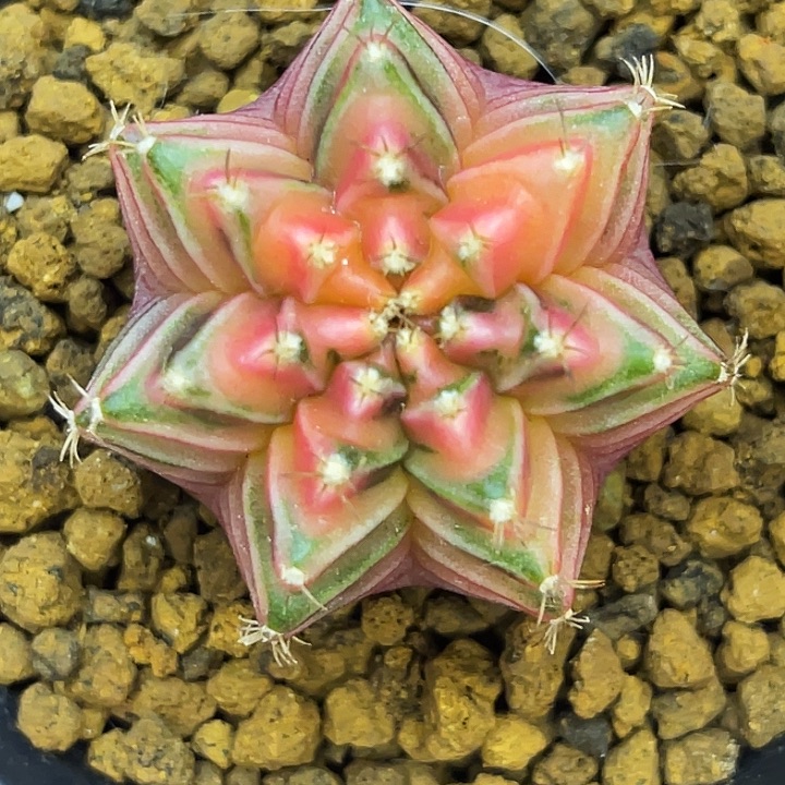 果冻色密纹 一物一拍