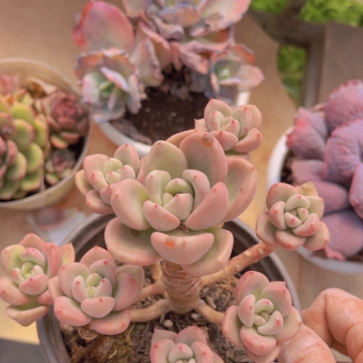 【闪购商品】奶油鳄梨15159