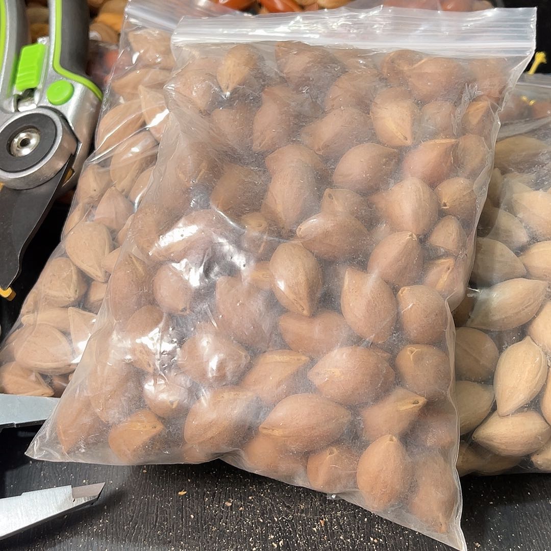 吊坠橄榄核l*?111111111111