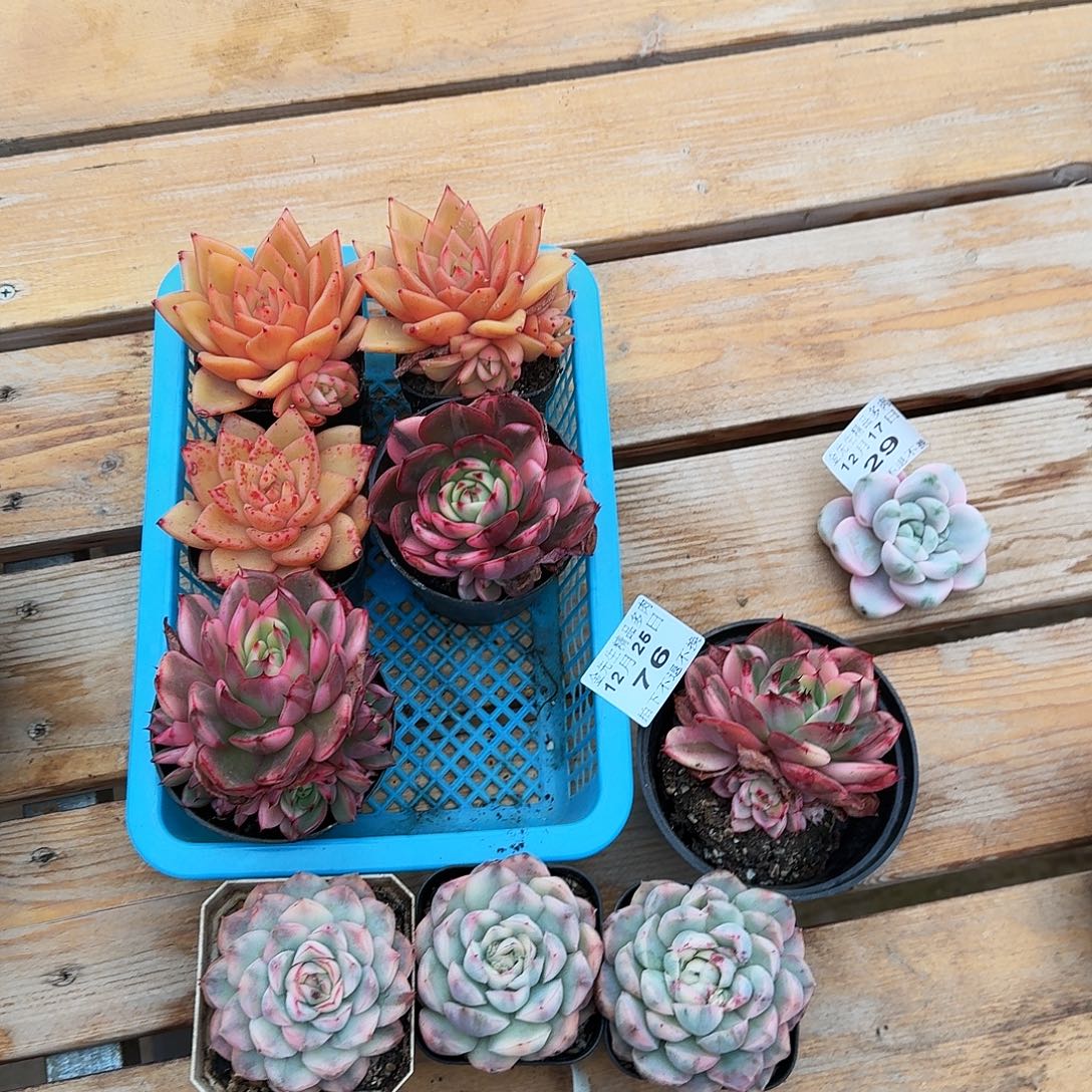 1225-76组合九颗a