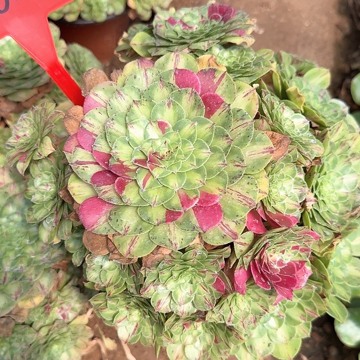 3-8023知否多肉法师