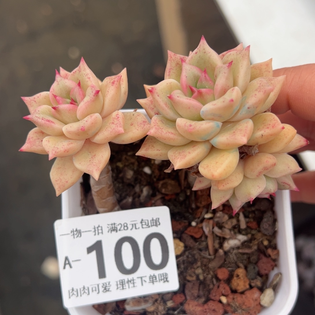 黄金璀璨多肉多肉多肉多肉