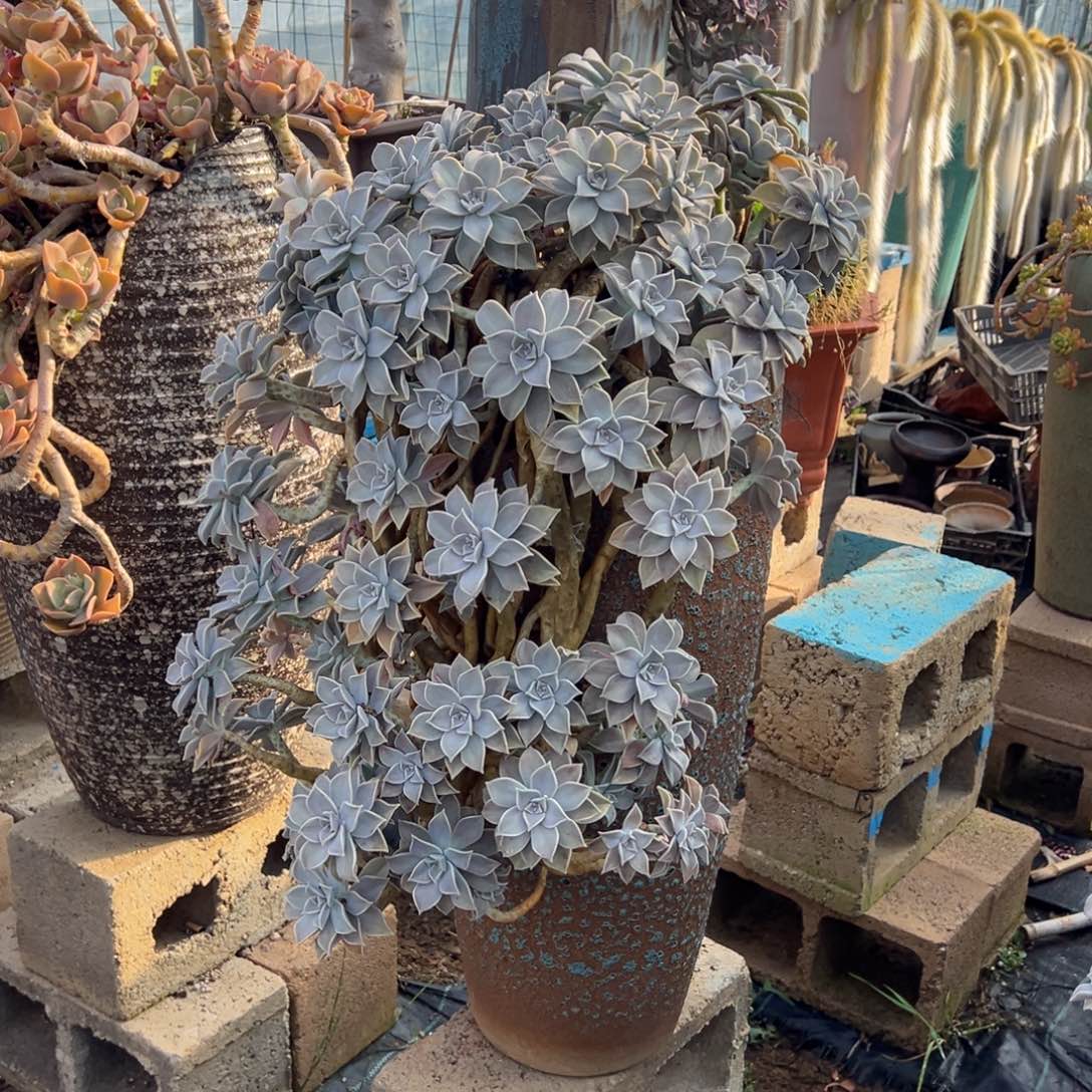 胧月福利带盆不包物流