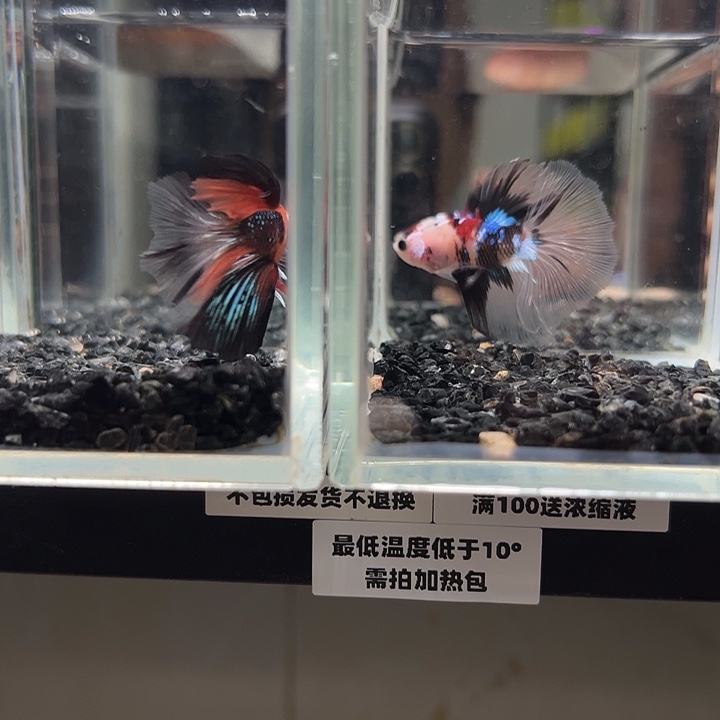 斗鱼跑单拉黑7日5+77