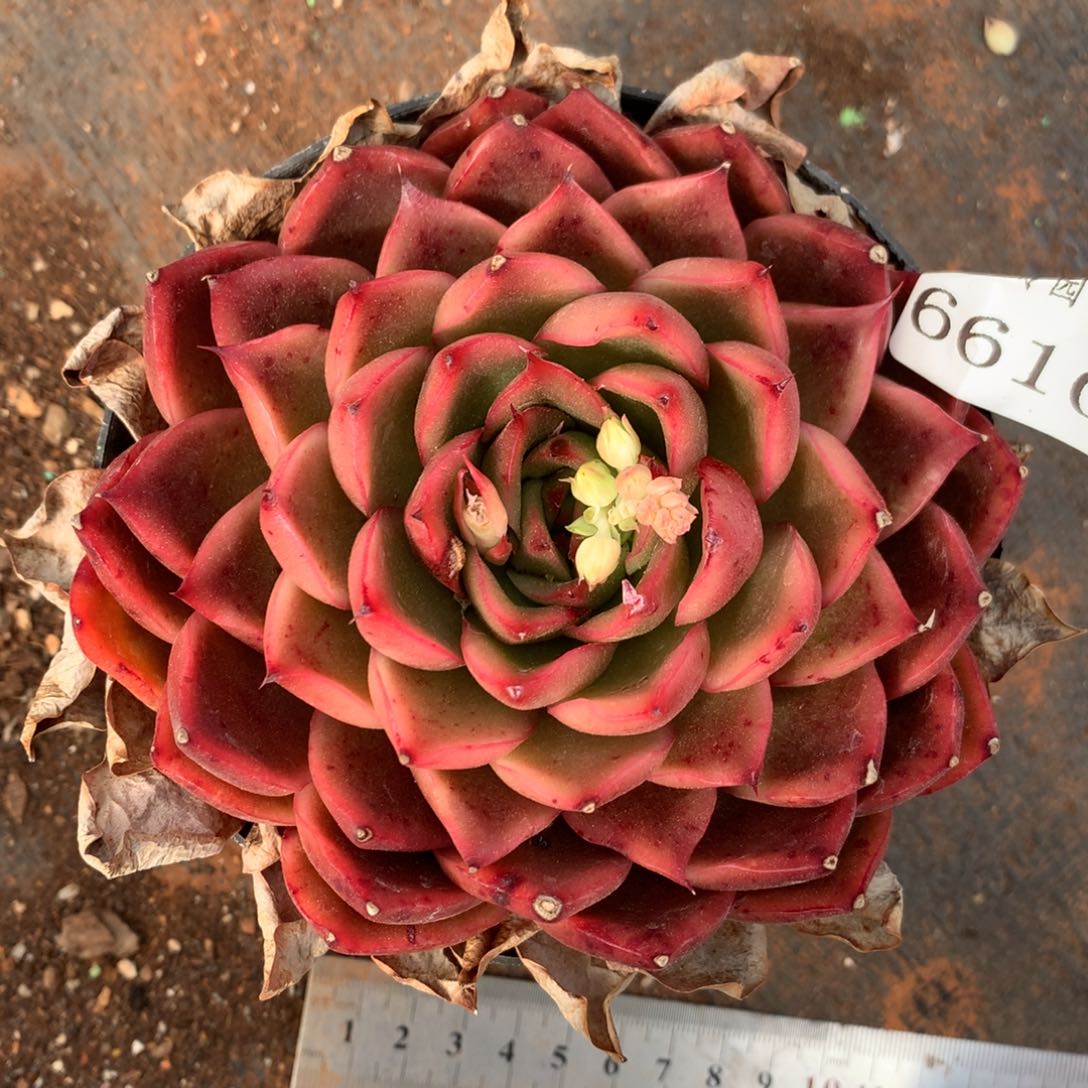 6610杂交精品基地12厘米