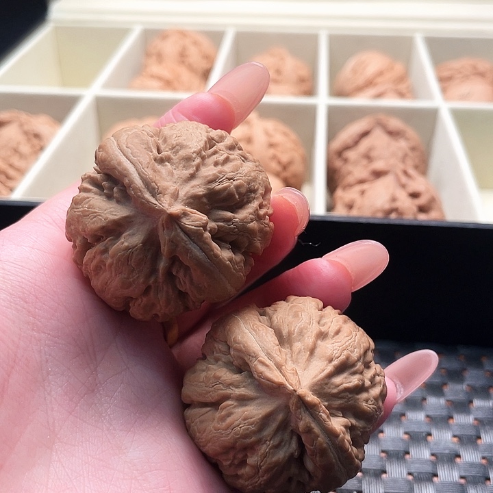 比***姆霸王龙核桃尺寸40