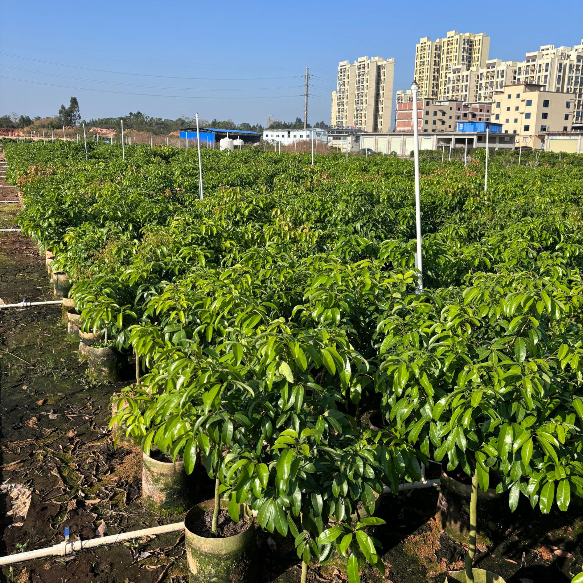 新品种冰荔荔枝苗 仙进奉荔枝苗 桂味荔枝苗一物一拍 顺丰包邮