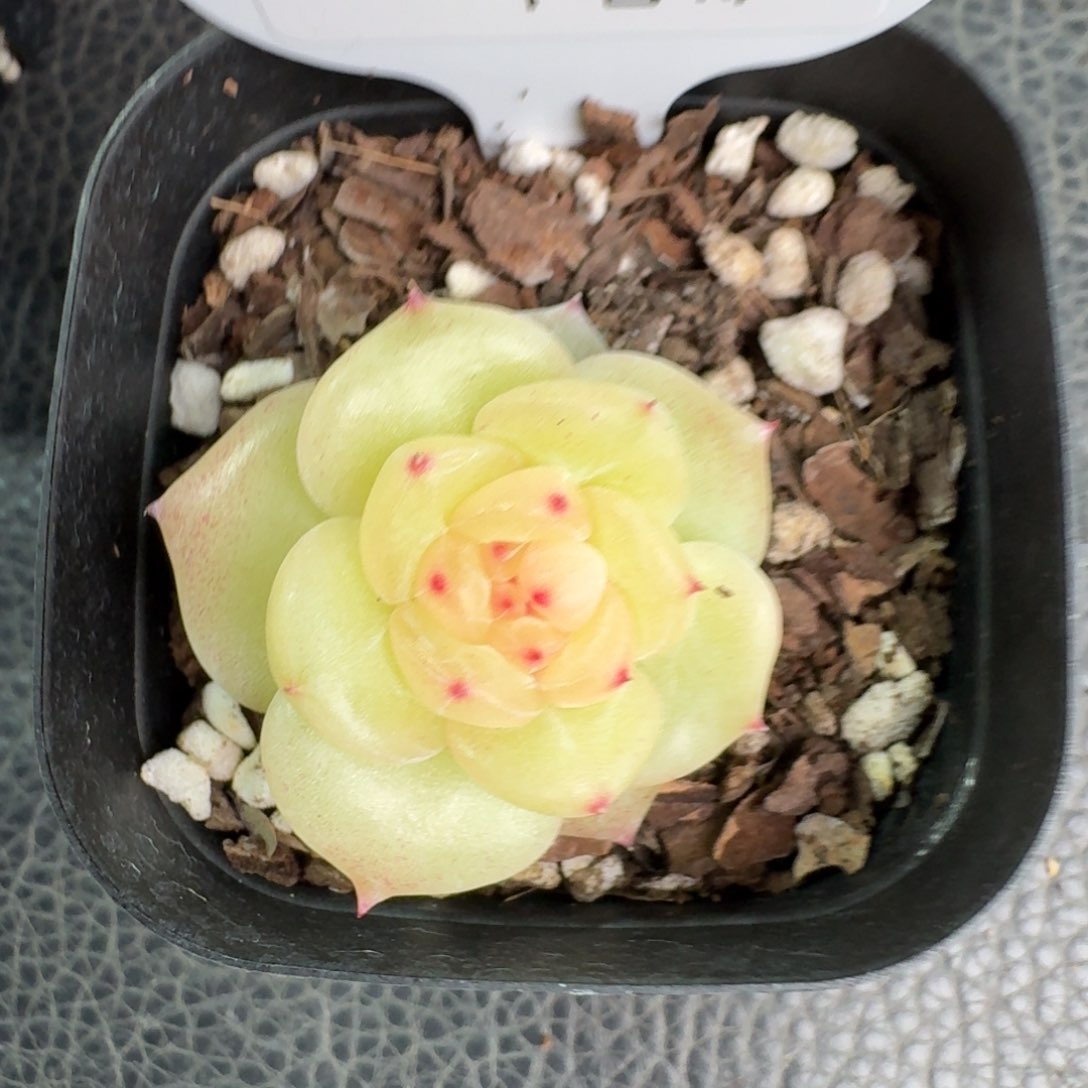 0129-莲子白单头一颗