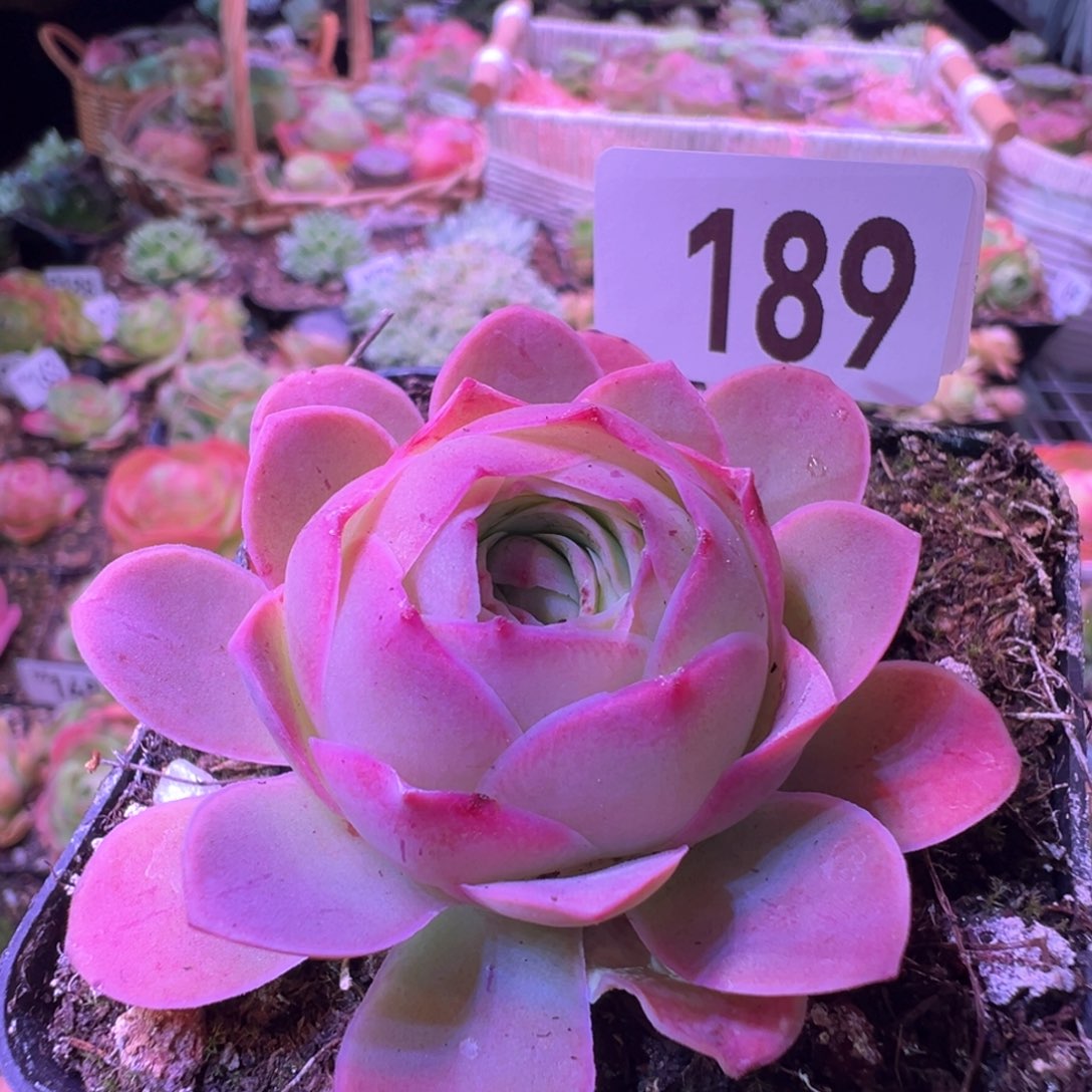 红唇189山地玫瑰多肉